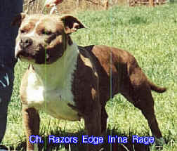 CH RAZORS EDGE INNA RAGE